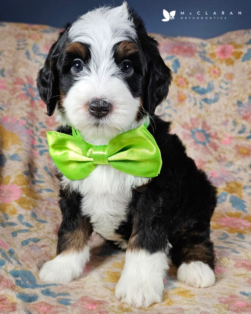 Office pup, Lennon.