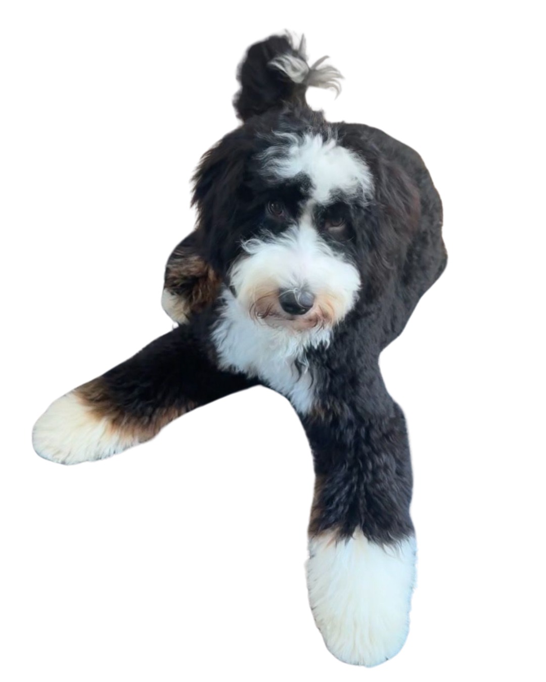 lennon-dog